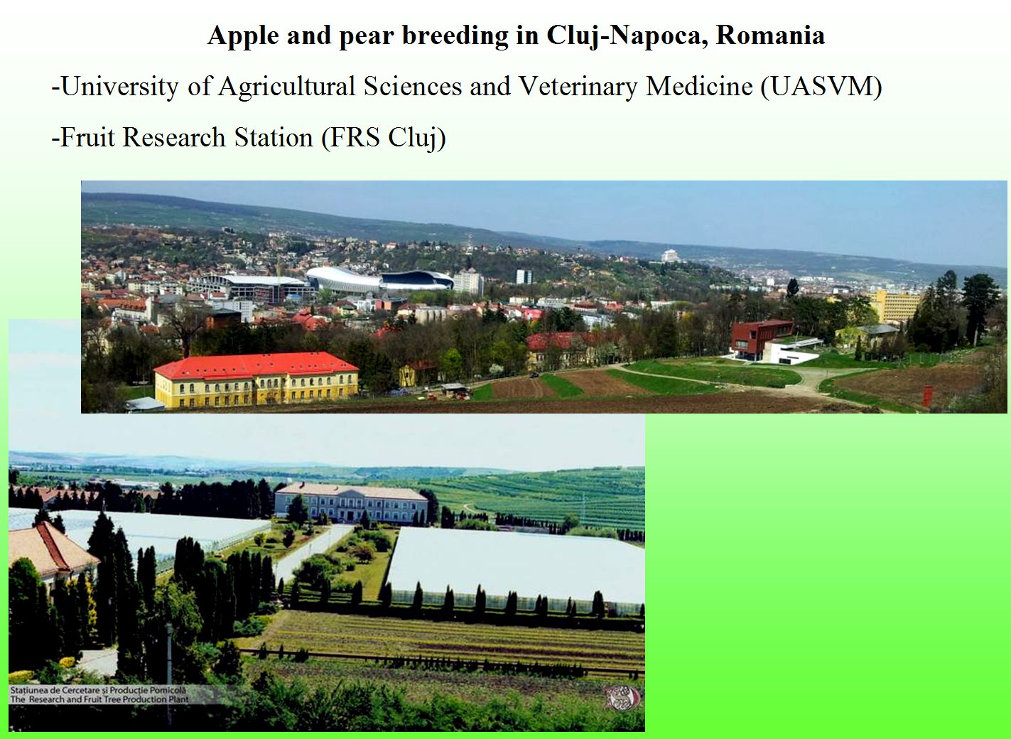 Apple and pear breeding in Cluj-Napoca 1