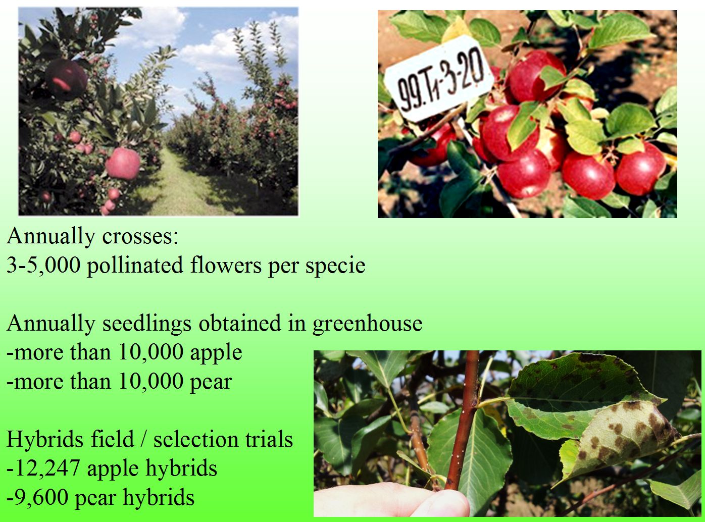 Apple and pear breeding in Cluj-Napoca 3