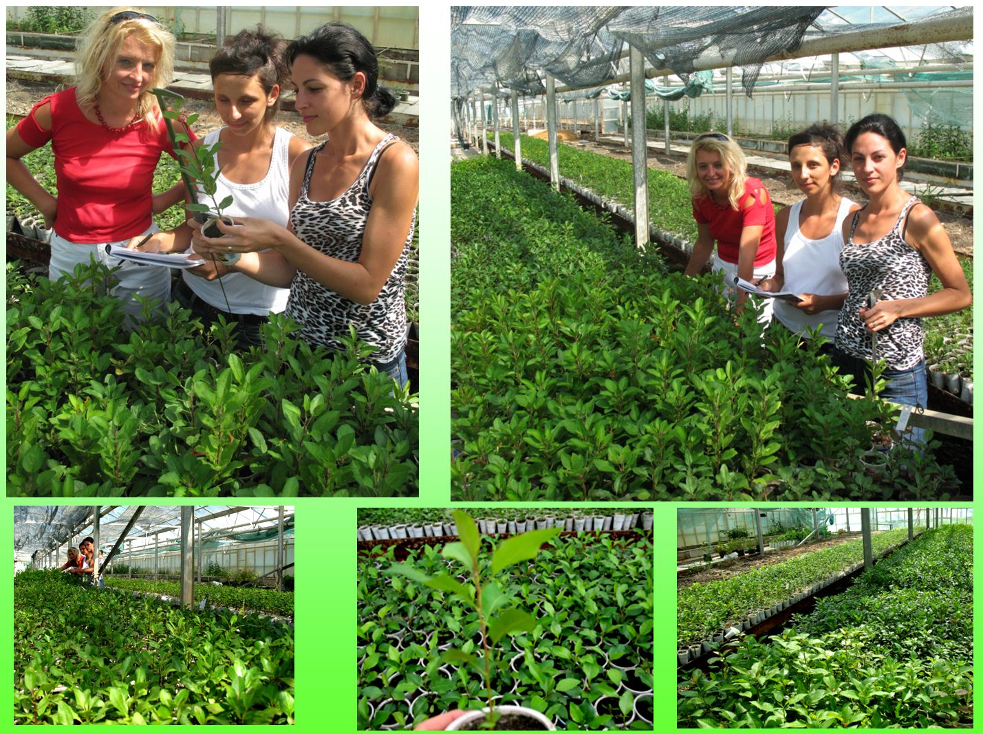Apple and pear breeding in Cluj-Napoca. Dr Adriana Sestras (left), Andreea and Andrada (students), seedlings in greenhouses
