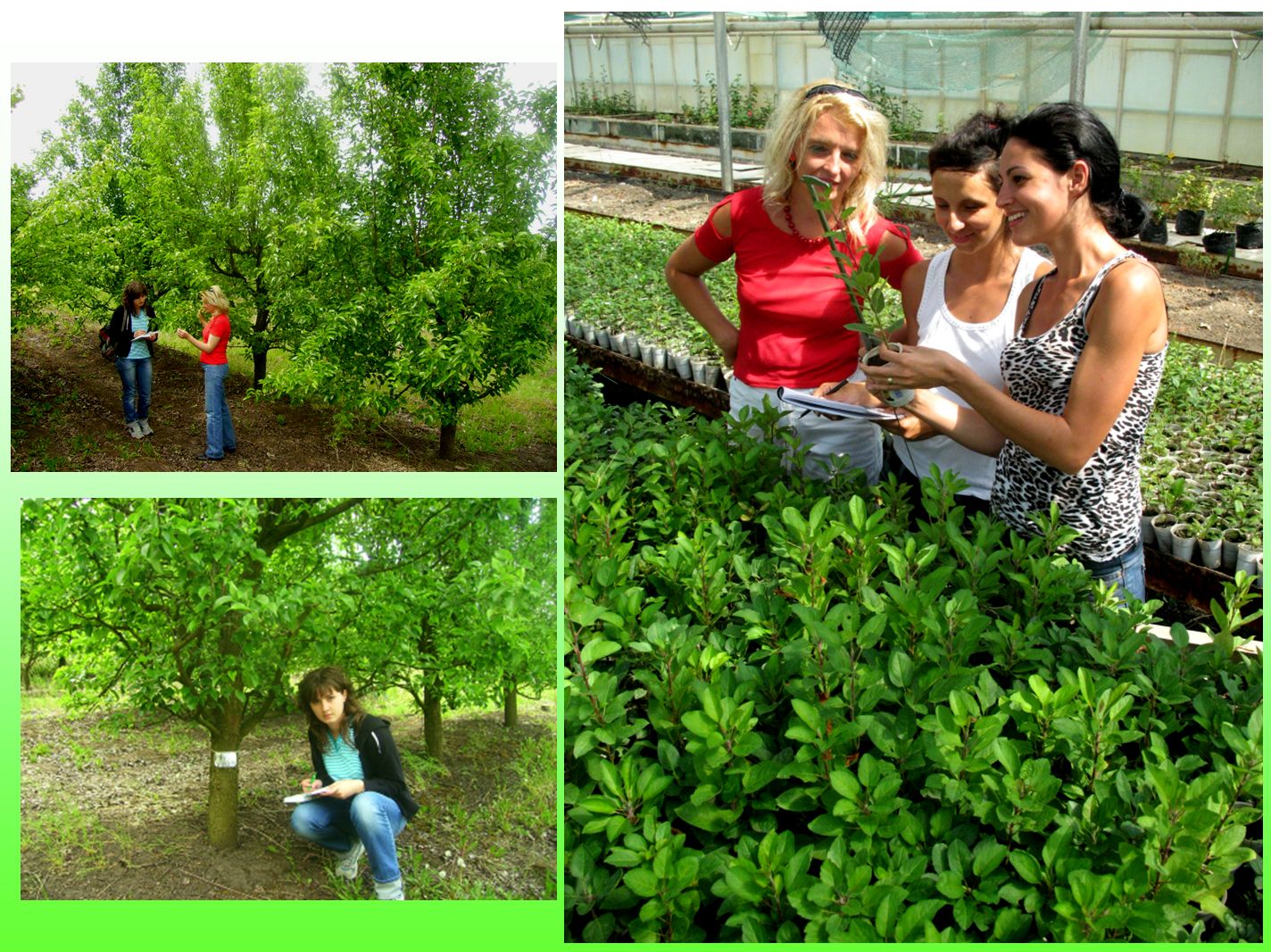 Apple and pear breeding in Cluj-Napoca. Dr Adriana Sestras with the students - Cristina (left, National Pear Collection), Andreea and Andrada (right, seedlings in greenhouse)