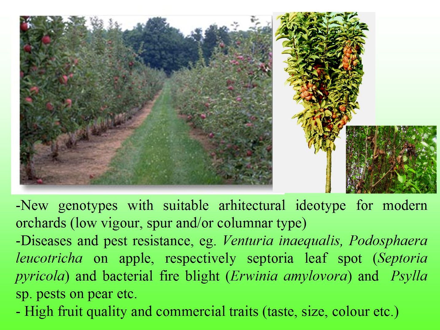 Apple and pear breeding objectives 2 - FRS Cluj